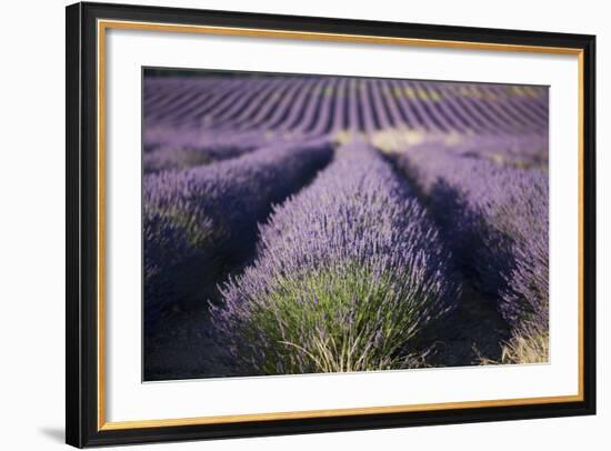 Lavender Fields, Provence, France, Europe-Angelo Cavalli-Framed Photographic Print