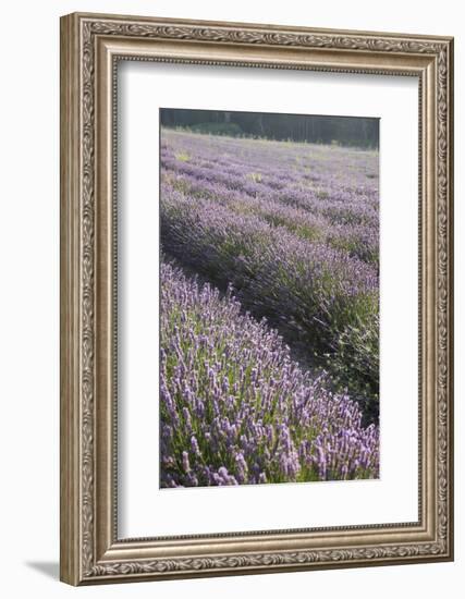 Lavender Fields, Provence, France, Europe-Angelo Cavalli-Framed Photographic Print