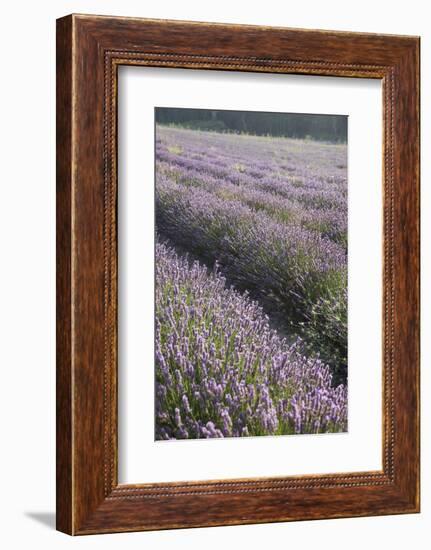 Lavender Fields, Provence, France, Europe-Angelo Cavalli-Framed Photographic Print