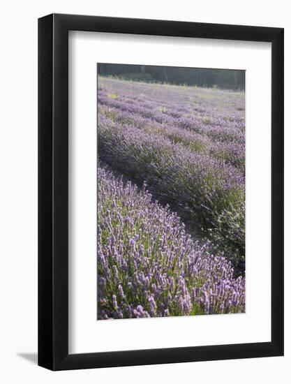 Lavender Fields, Provence, France, Europe-Angelo Cavalli-Framed Photographic Print