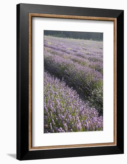 Lavender Fields, Provence, France, Europe-Angelo Cavalli-Framed Photographic Print