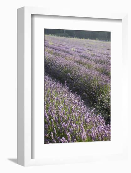 Lavender Fields, Provence, France, Europe-Angelo Cavalli-Framed Photographic Print