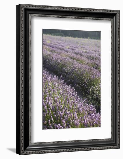 Lavender Fields, Provence, France, Europe-Angelo Cavalli-Framed Photographic Print