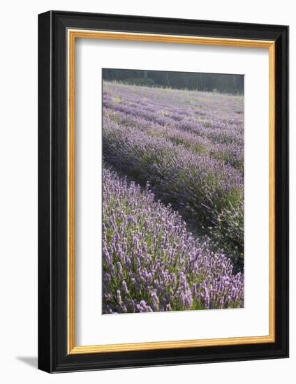 Lavender Fields, Provence, France, Europe-Angelo Cavalli-Framed Photographic Print