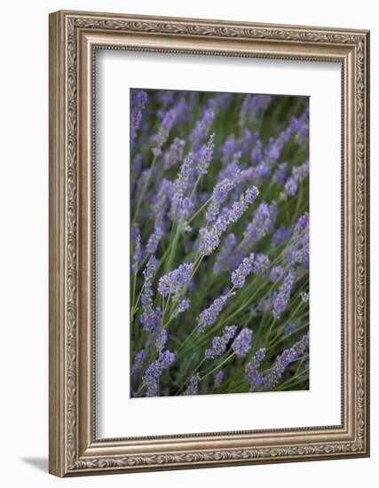 Lavender Fields, Provence, France, Europe-Angelo Cavalli-Framed Photographic Print