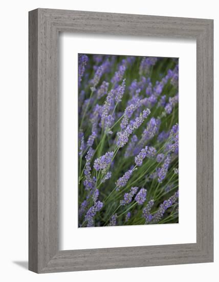 Lavender Fields, Provence, France, Europe-Angelo Cavalli-Framed Photographic Print