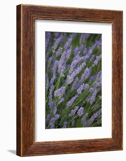 Lavender Fields, Provence, France, Europe-Angelo Cavalli-Framed Photographic Print