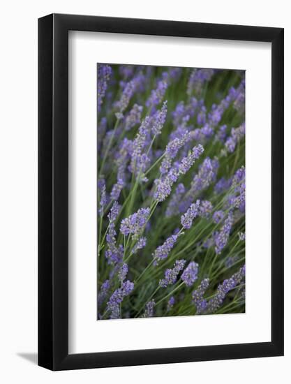 Lavender Fields, Provence, France, Europe-Angelo Cavalli-Framed Photographic Print