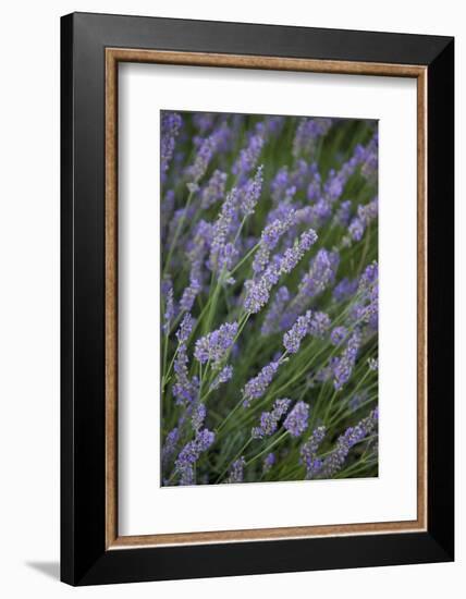 Lavender Fields, Provence, France, Europe-Angelo Cavalli-Framed Photographic Print