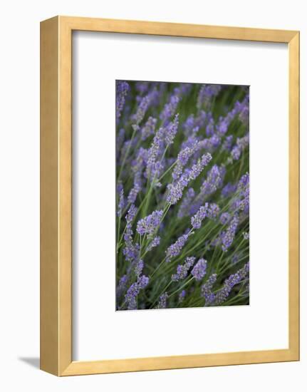 Lavender Fields, Provence, France, Europe-Angelo Cavalli-Framed Photographic Print