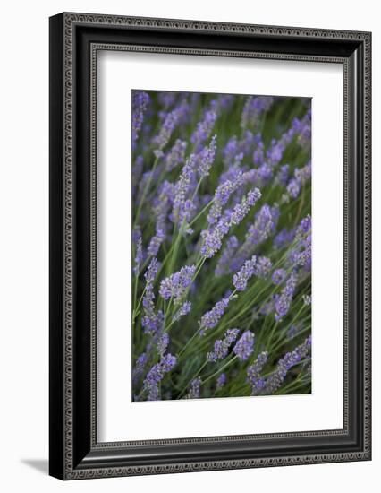 Lavender Fields, Provence, France, Europe-Angelo Cavalli-Framed Photographic Print