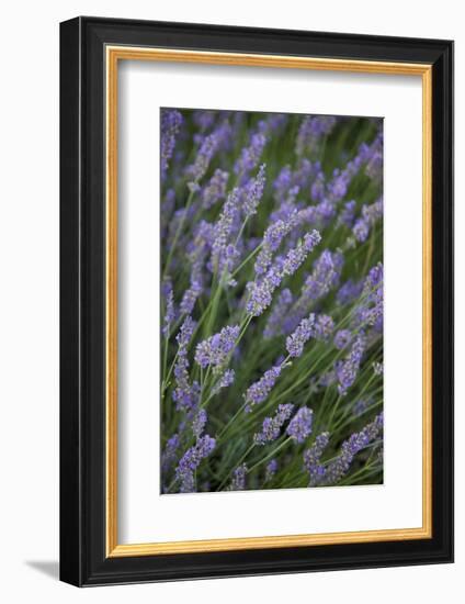 Lavender Fields, Provence, France, Europe-Angelo Cavalli-Framed Photographic Print