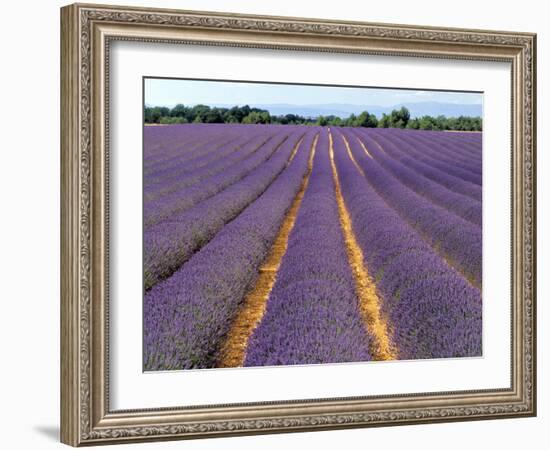 Lavender Fields, Provence, France-Jon Arnold-Framed Photographic Print