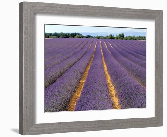 Lavender Fields, Provence, France-Jon Arnold-Framed Photographic Print