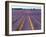 Lavender Fields, Provence, France-Jon Arnold-Framed Photographic Print