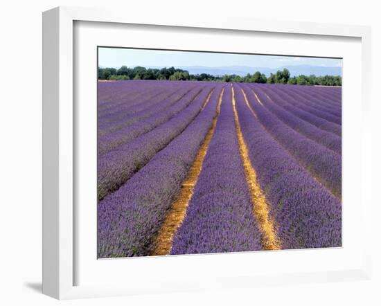 Lavender Fields, Provence, France-Jon Arnold-Framed Photographic Print