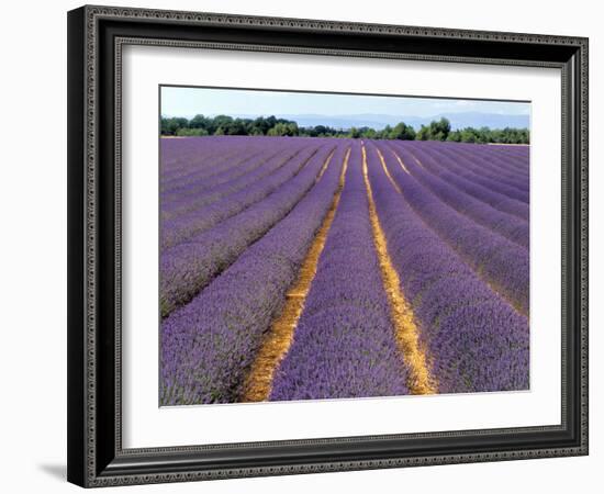 Lavender Fields, Provence, France-Jon Arnold-Framed Photographic Print