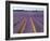 Lavender Fields, Provence, France-Jon Arnold-Framed Photographic Print