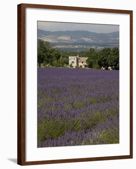 Lavender Fields, Sault En Provence, Vaucluse, Provence, France, Europe-Angelo Cavalli-Framed Photographic Print