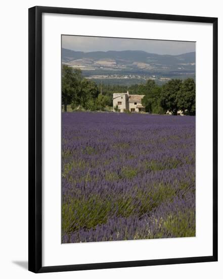 Lavender Fields, Sault En Provence, Vaucluse, Provence, France, Europe-Angelo Cavalli-Framed Photographic Print