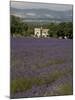 Lavender Fields, Sault En Provence, Vaucluse, Provence, France, Europe-Angelo Cavalli-Mounted Photographic Print