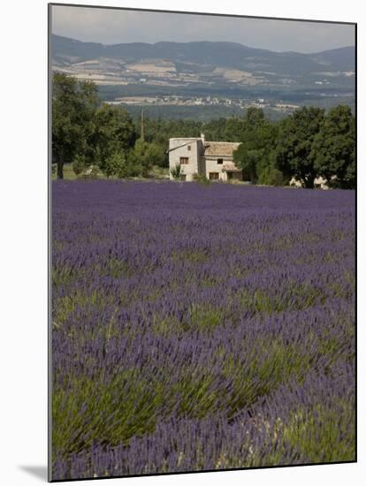 Lavender Fields, Sault En Provence, Vaucluse, Provence, France, Europe-Angelo Cavalli-Mounted Photographic Print