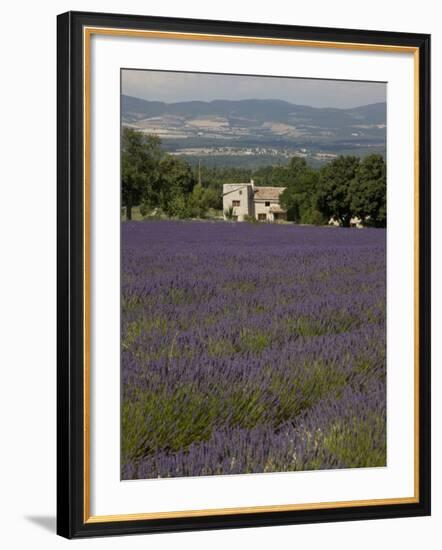Lavender Fields, Sault En Provence, Vaucluse, Provence, France, Europe-Angelo Cavalli-Framed Photographic Print