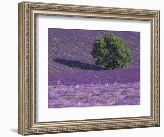 Lavender Fields, Sault, Provence, France-Art Wolfe-Framed Photographic Print