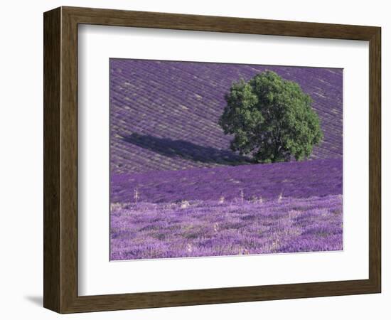 Lavender Fields, Sault, Provence, France-Art Wolfe-Framed Photographic Print