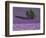 Lavender Fields, Sault, Provence, France-Art Wolfe-Framed Photographic Print
