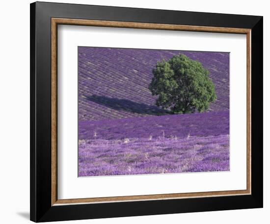 Lavender Fields, Sault, Provence, France-Art Wolfe-Framed Photographic Print