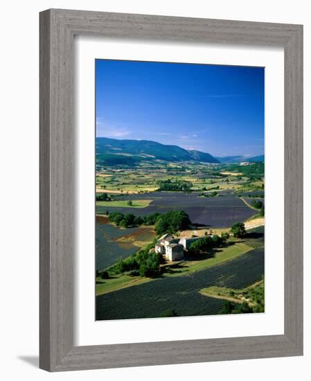 Lavender Fields, Sault, Provence, France-Steve Vidler-Framed Photographic Print