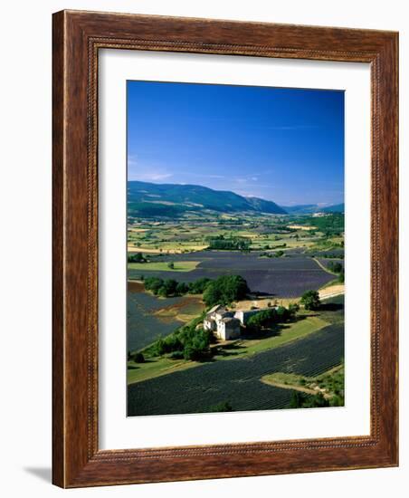 Lavender Fields, Sault, Provence, France-Steve Vidler-Framed Photographic Print