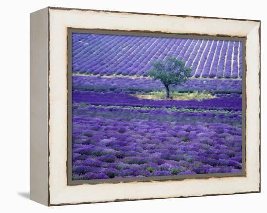 Lavender Fields, Vence, Provence, France-Gavriel Jecan-Framed Premier Image Canvas