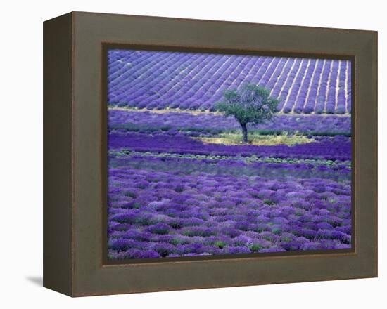 Lavender Fields, Vence, Provence, France-Gavriel Jecan-Framed Premier Image Canvas