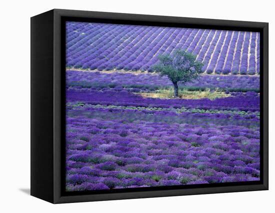 Lavender Fields, Vence, Provence, France-Gavriel Jecan-Framed Premier Image Canvas