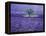 Lavender Fields, Vence, Provence, France-Gavriel Jecan-Framed Premier Image Canvas