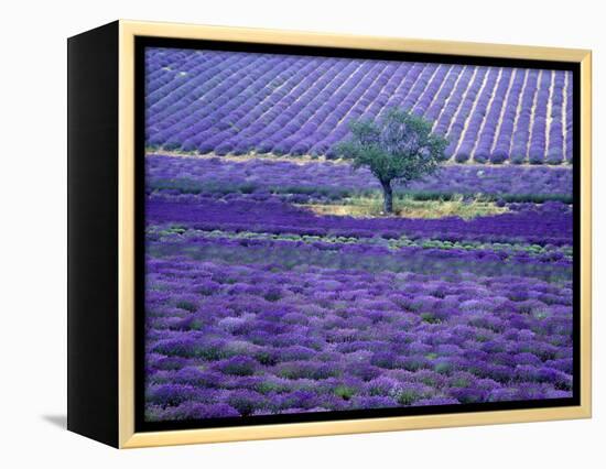 Lavender Fields, Vence, Provence, France-Gavriel Jecan-Framed Premier Image Canvas