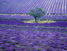 'Lavender Fields, Vence, Provence, France' Photographic ...