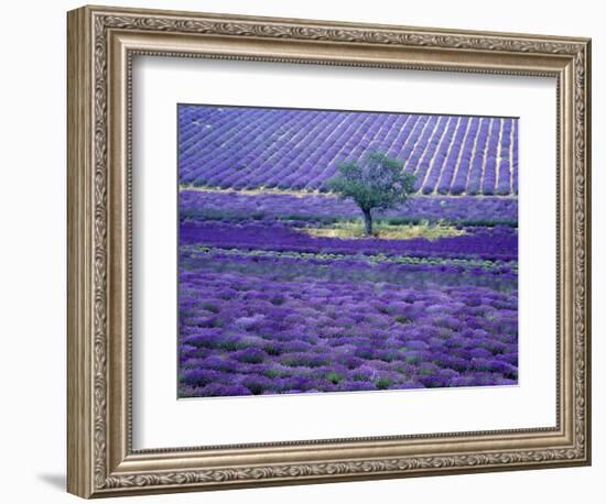 Lavender Fields, Vence, Provence, France-Gavriel Jecan-Framed Photographic Print