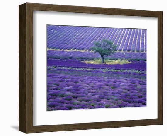 Lavender Fields, Vence, Provence, France-Gavriel Jecan-Framed Photographic Print