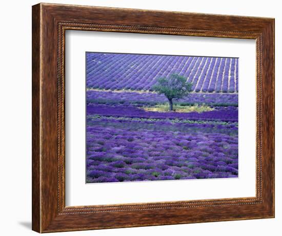 Lavender Fields, Vence, Provence, France-Gavriel Jecan-Framed Photographic Print