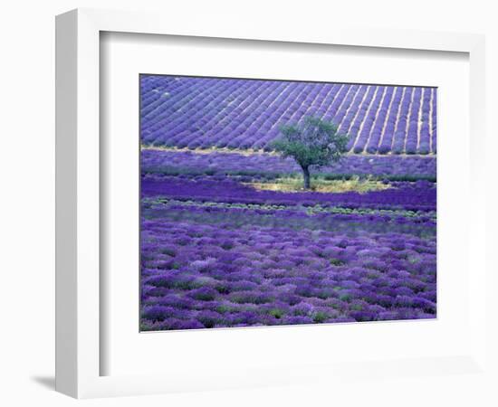 Lavender Fields, Vence, Provence, France-Gavriel Jecan-Framed Photographic Print