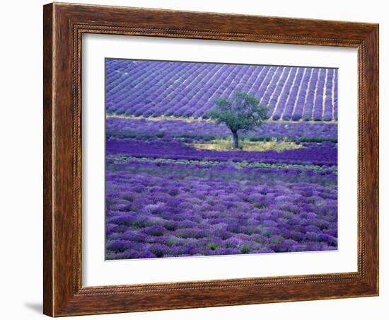 Lavender Fields, Vence, Provence, France-Gavriel Jecan-Framed Photographic Print