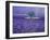 Lavender Fields, Vence, Provence, France-Gavriel Jecan-Framed Photographic Print