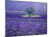 Lavender Fields, Vence, Provence, France-Gavriel Jecan-Mounted Photographic Print