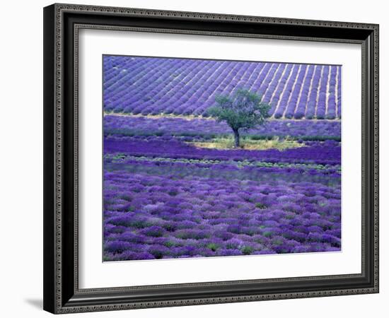 Lavender Fields, Vence, Provence, France-Gavriel Jecan-Framed Photographic Print