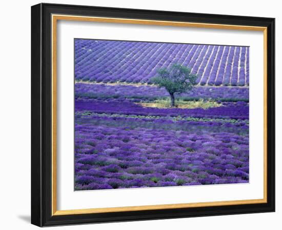 Lavender Fields, Vence, Provence, France-Gavriel Jecan-Framed Photographic Print