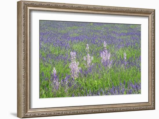 Lavender Fields with Clary Sage-Cora Niele-Framed Giclee Print