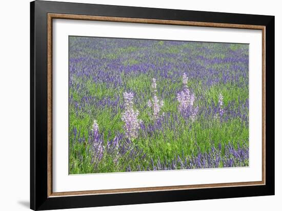 Lavender Fields with Clary Sage-Cora Niele-Framed Giclee Print